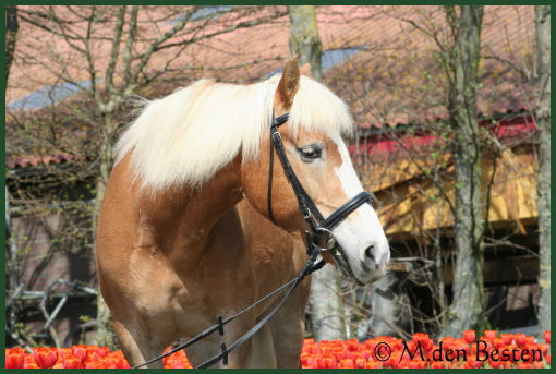Foto 10 M. den Besten